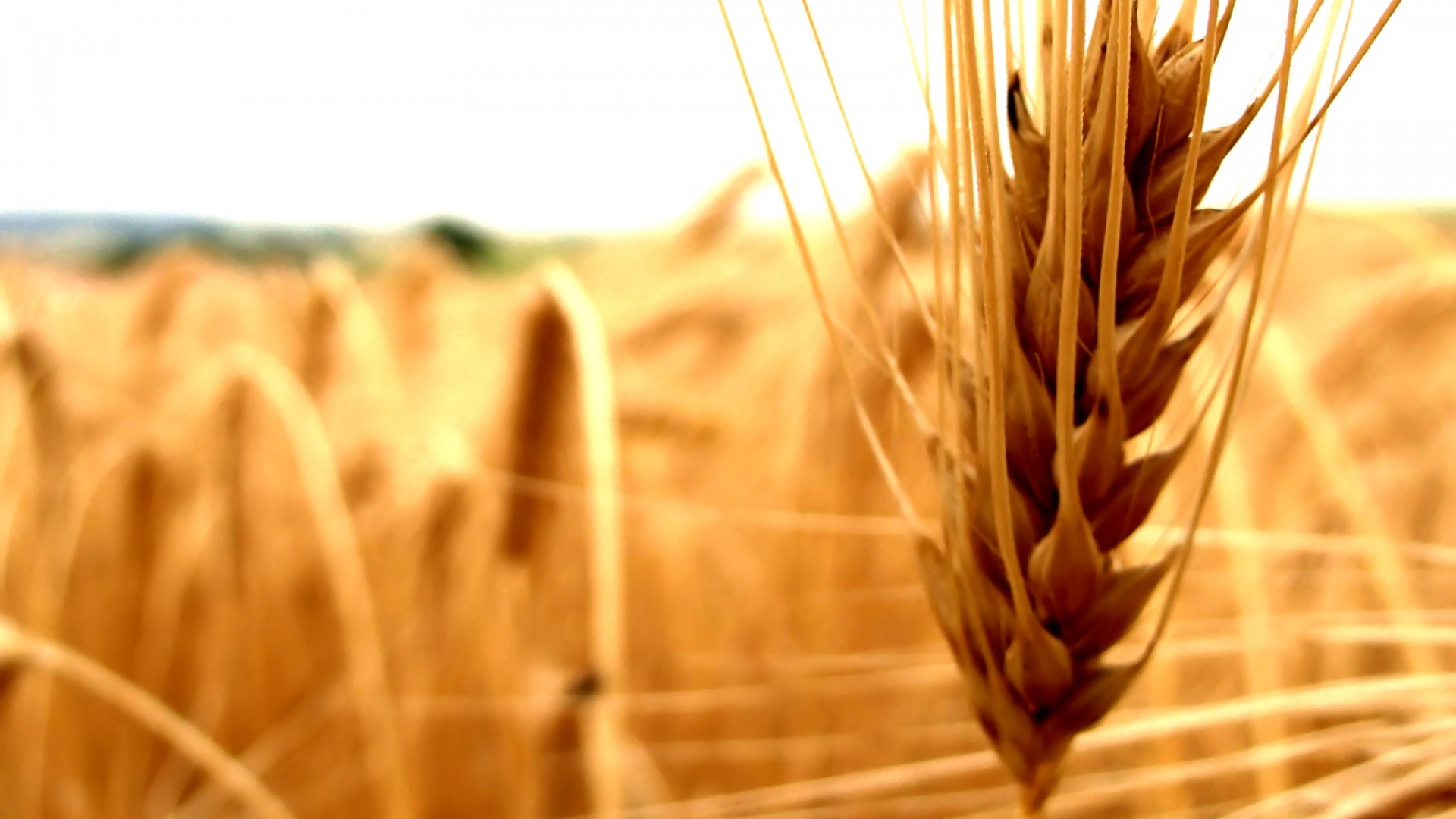 Aeranta Agricultural